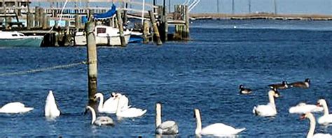 NJ Town Guide - Manahawkin Stafford