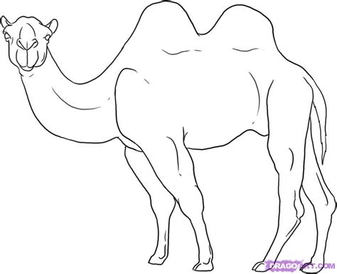 Free Drawing Of Animal Camel In Desert, Download Free Drawing Of Animal Camel In Desert png ...