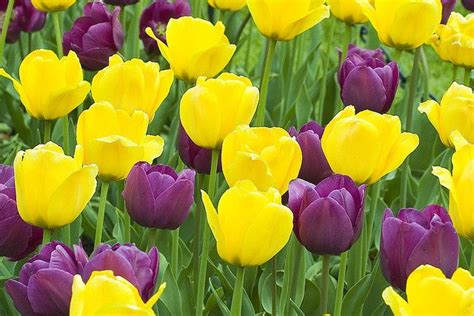 Purple & Yellow Tulips | Yellow tulips, Tulips, Purple tulips