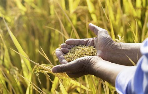 Hand Holds Rice Paddy Harvest Closeup Picture And HD Photos | Free Download On Lovepik