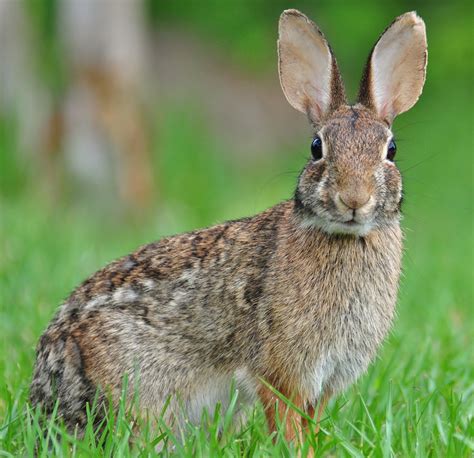 Eastern cottontail - Wikipedia