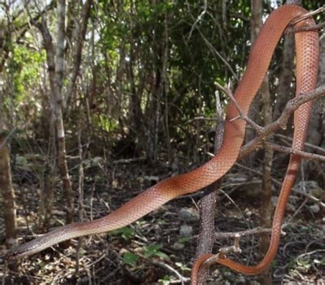 3 Types of Snakes Found on Jamaica! (2025) - Bird Watching HQ