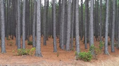 Developing Wildlife-Friendly Pine Plantations | NC State Extension Publications