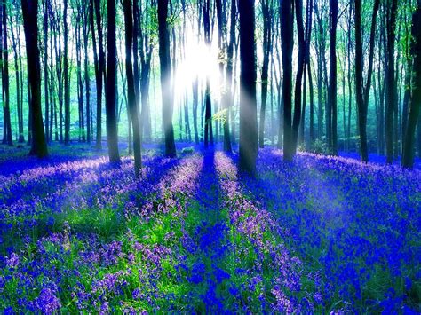 Bluebell Woods Wallpapers - Wallpaper Cave