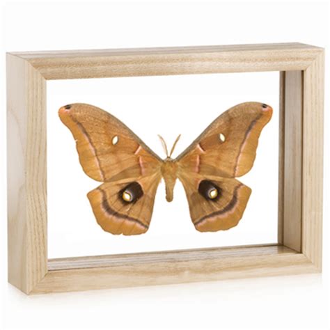 Framed Antheraea polyphemus Butterfly | Evolution Store