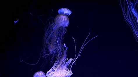 jellyfish (chrysaora pacifica) glowing in dark water Stock Video Footage 00:25 SBV-319089178 ...