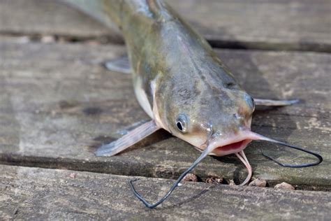 Expensive Catfish Regulation Fails to Reel In Results - Modern Farmer