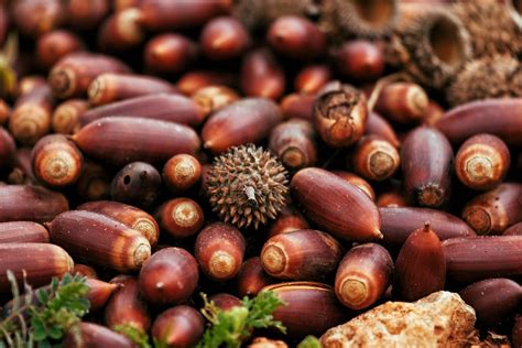 Acorn Nuts Seeds - Free photo on Pixabay