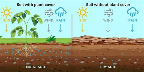 How to Rapidly Dry Wet Soil: 11 Expert Methods for Success