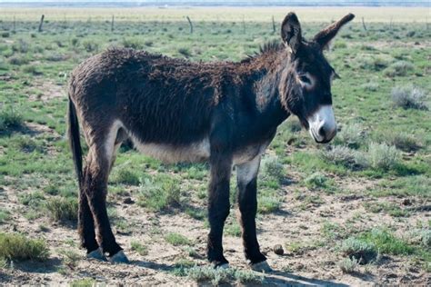 Burro vs Donkey: The Differences Explained (With Pictures) | Animal World