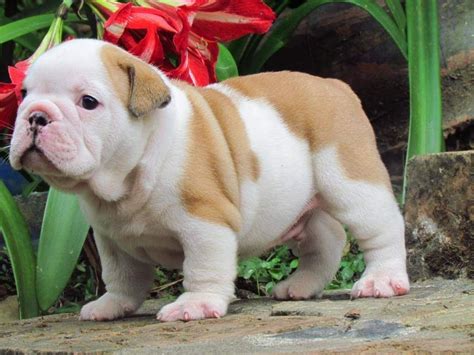 Miniature English Bulldog Puppies For Sale | San Diego, CA #206007