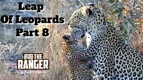 Leap Of Leopards: Mother And Cubs (8): Mother And Cub Interactions ...