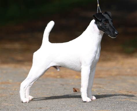 Smooth Fox Terrier - Puppies, Rescue, Pictures, Information, Temperament, Characteristics ...