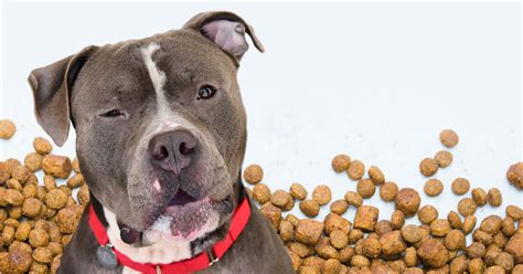 Grain-Free Pet Food: Helpful or Harmful Diet? | ASPCA