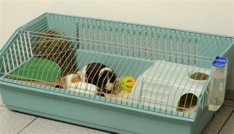 Do Guinea Pig Cages Need a Top? {Can They Escape} - Pocket Pet Central