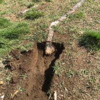 Tree Root Removal & Root Tracing | Stump Removal Services