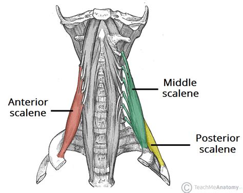 The Scalene Muscles - Attachments - Action - Innervation - TeachMeAnatomy