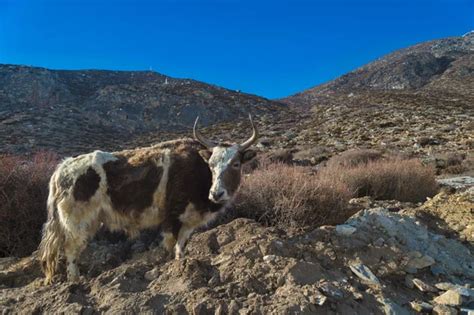 Dzo (yak hybrid) in the himalayas. — Stock Photo © marcbruxelle #96413524