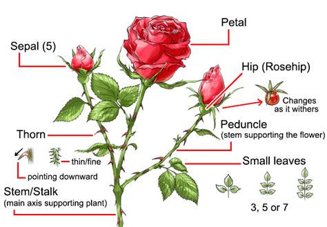 gjødsel Kan ikke lunsj Duftende dagtid åpenbaring how to draw a rose flower - art-matieres ...