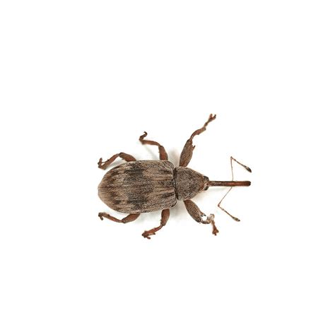 How to Get Rid of Boll Weevils: Facts & Infestation Control