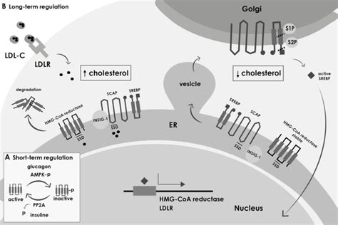 Regulation of cholesterol synthesis. Biosynthesis of cholesterol is ...