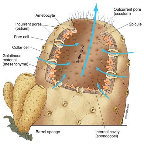 Barrel Sponge - Phylum Porifera | Carlson Stock Art