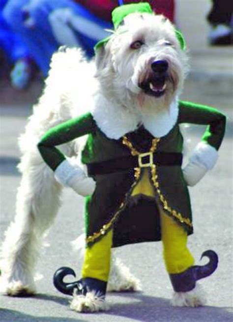 Saint Patricks Day dog costume | Yes I am Irish Yes I am an O'Neill