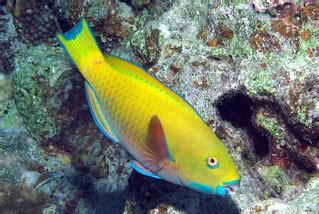 Initial phase Red Sea Steephead Parrotfish, Chlorurus gibb… | Flickr