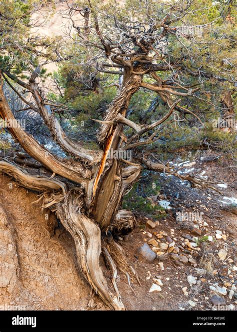 Pinon Tree High Resolution Stock Photography and Images - Alamy