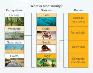 ESS Topic 3.1: Introduction to Biodiversity - AMAZING WORLD OF SCIENCE WITH MR. GREEN