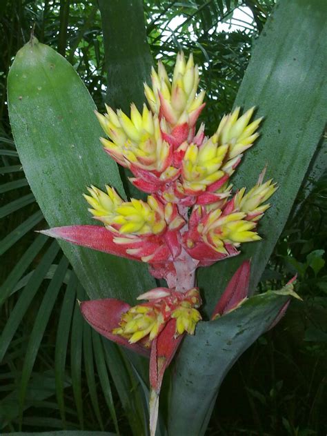 Tropical Rainforest Plants List