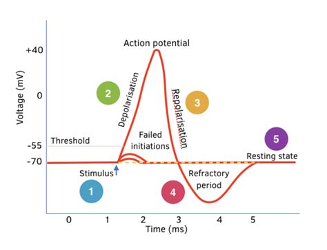 Action Potential Hyperpolarization