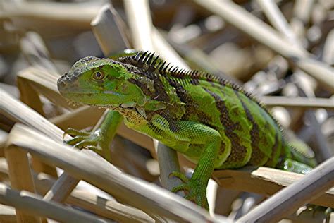 Iguana climbs out of sunlit rushes | CLICK this image to see… | Flickr