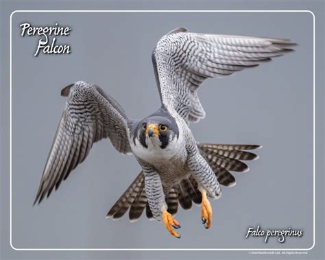 Peregrine Falcon Flying Framed Print - Northwood Falconry