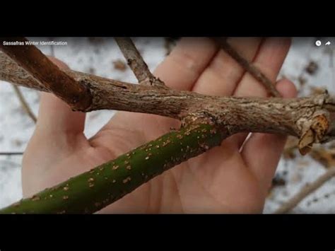 Sassafras Tree Bark Identification - Goimages Signs