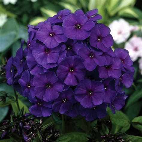 Phlox 'Nicky' - Cottage Garden Plants - Van Meuwen | Phlox flowers, Bulb flowers, Cottage garden ...