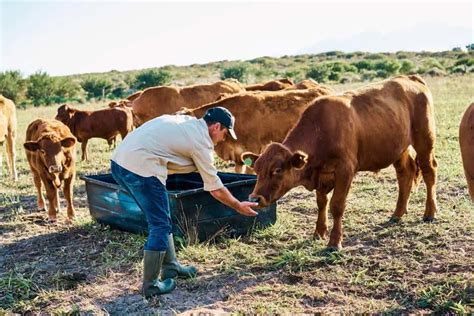 Intensive Smallholder Crop and Livestock Farming: Small Scale, Big ...