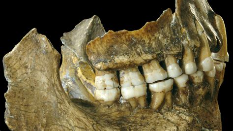 Neanderthal Teeth From Spain And Belgium Reveal What They Ate And Who ...