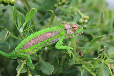 Free Images : wildlife, iguana, fauna, green lizard, camouflage ...