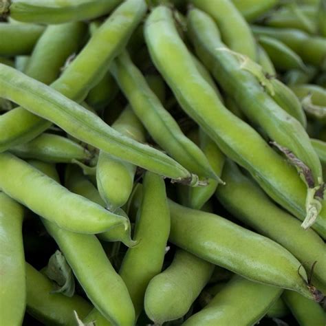 Roma II Bush Bean Seeds - 1 Lb - Non-GMO, Heirloom Green Snap Roma 2 Bean Seeds - Vegetable ...