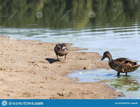 Wild Ducks during Recreation and Hunting Stock Photo - Image of ducks, mallard: 222978278