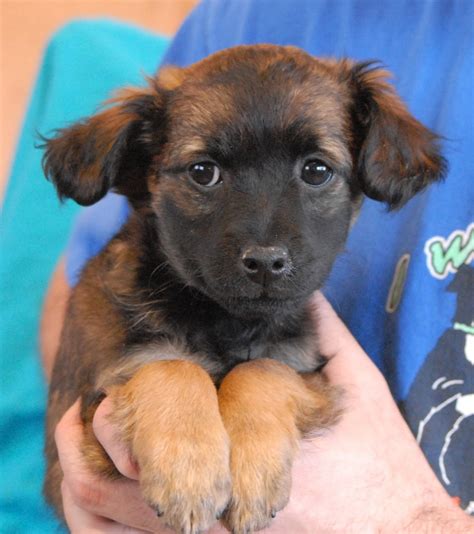 Nevada SPCA Animal Rescue: 3 adorable Poodle mix puppies debuting for ...