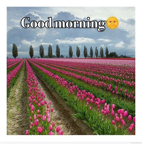 Tulips – Good Morning - Desi Comments