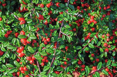 Cotoneaster Shrub Photograph by Tikvah's Hope - Fine Art America