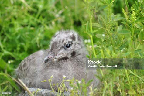 Mew Gull Chicks Stock Photo - Download Image Now - Alaska - US State ...