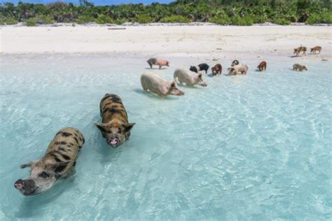 How to visit the Bahamas Swimming Pigs at Pig Beach | Swimming pigs ...