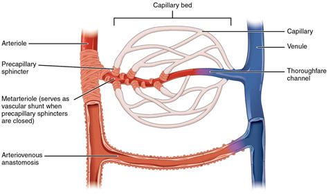 Arteries: Histology | Concise Medical Knowledge