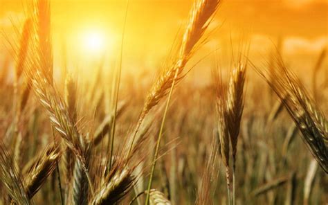 Wheat Harvest Wallpapers - Top Free Wheat Harvest Backgrounds ...