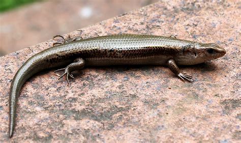 Japanese five-lined skink | BirdForum