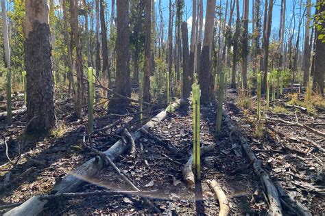 The Great Cypress Swamp: Rewilding for People and Nature - Wild Earth Allies